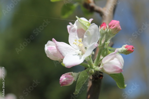 Apple Blossom