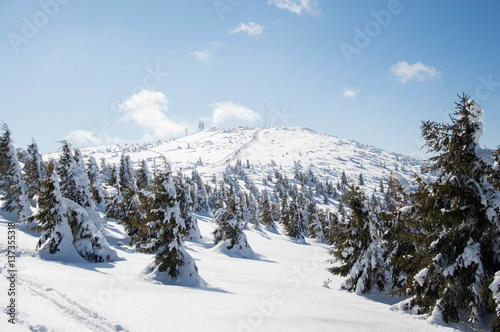 Top of the mountain in Transylvania - snow and pine forest