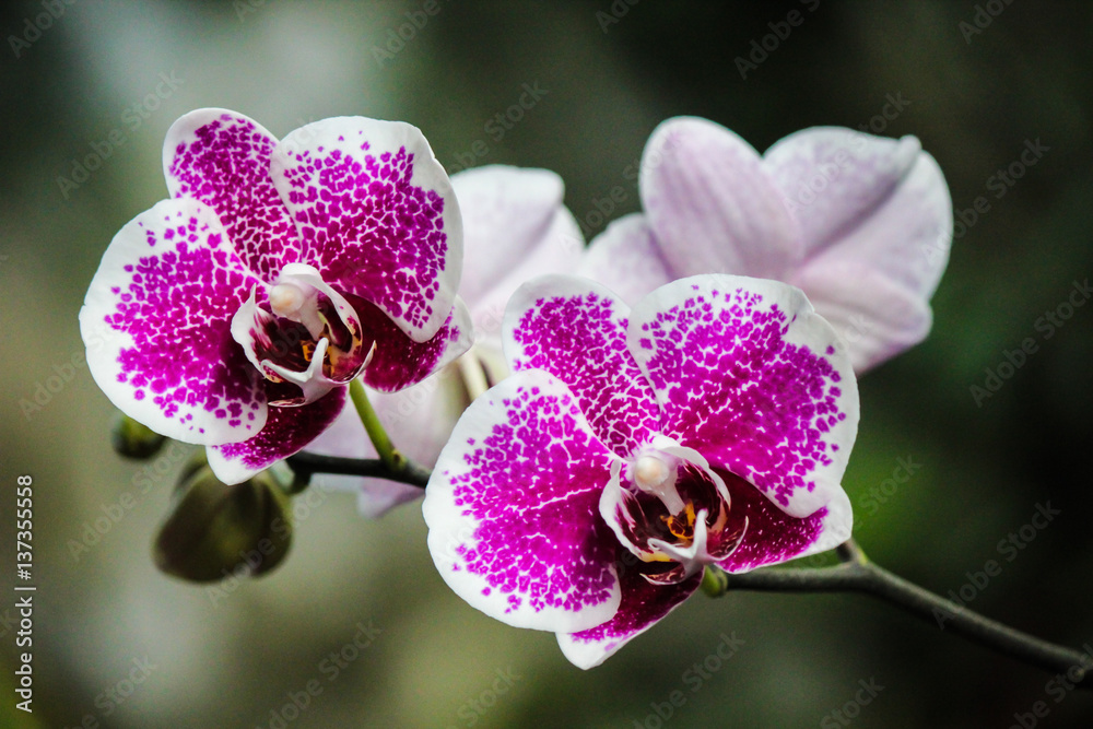Beautiful purple Phalaenopsis orchid on blur natural background in garden. Selective focus. Beautiful purple Phalaenopsis orchid on blur natural background in garden. Selective focus.
