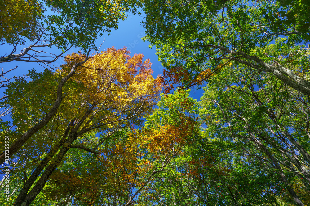 Obraz premium Forest of Cold Mountain 