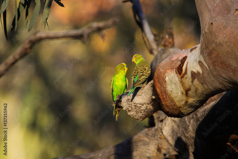 Couple of Budgerigars perching on a a branch in the afternoon light, KIngs Canyon, Northern Territory Couple of Budgerigars perching on a a branch in the afternoon light, KIngs Canyon, Northern Territory