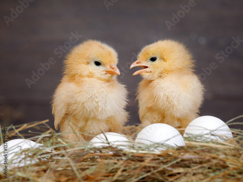 Canvas Print Newborn Chicks