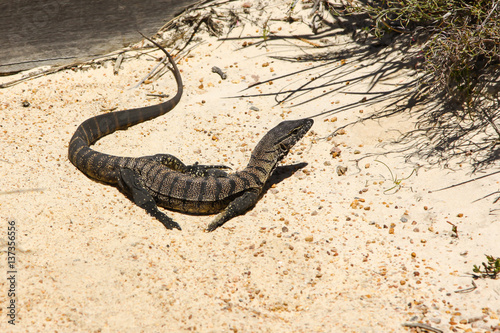 Goulds goanna at the beach, Cape le Grand National Park, Western Australia
