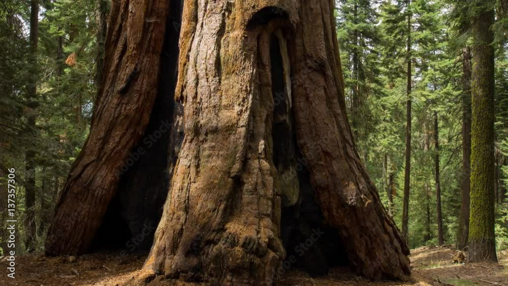 MoCo Timelapse Tracking Shot of Giant Sequoia Trunk -Zoom Out- MoCo Timelapse Tracking Shot of Giant Sequoia Trunk -Zoom Out-
