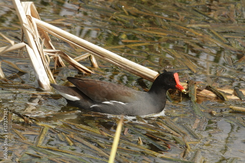 Moorenem (Marsh Hen) at Leonabell Turnbull Bird Sanctuary, Port Aransas, Corpus Christi photo