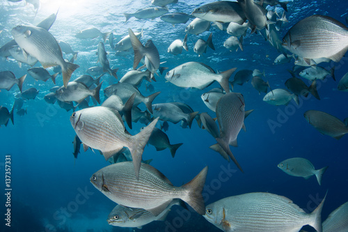 School of Rudderfish in Caribbean Sea photo