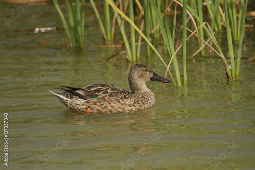 Birds at Leonabell Turnbull Bird Sanctuary, Port Aransas, Corpus Christi