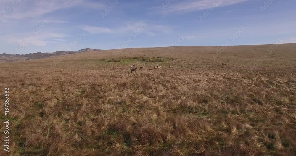 Zebra Tracking left to right, Grasslands Aerial, 4K, 28s, 2of14, Stock Video Sale - Drone Discoveries llc. Zebra Tracking left to right, Grasslands Aerial, 4K, 28s, 2of14, Stock Video Sale - Drone Discoveries llc.