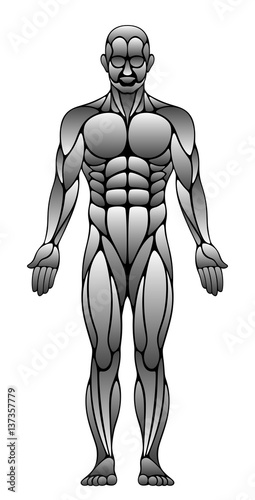 Human muscles