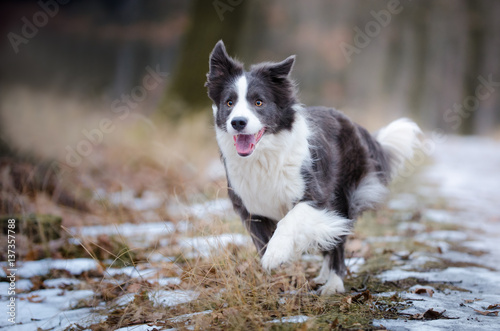Fototapeta Dog portrait of border collie in the middle of the forrest