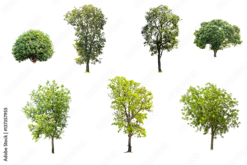 Collection of trees isolated on white background. Collection of trees isolated on white background.
