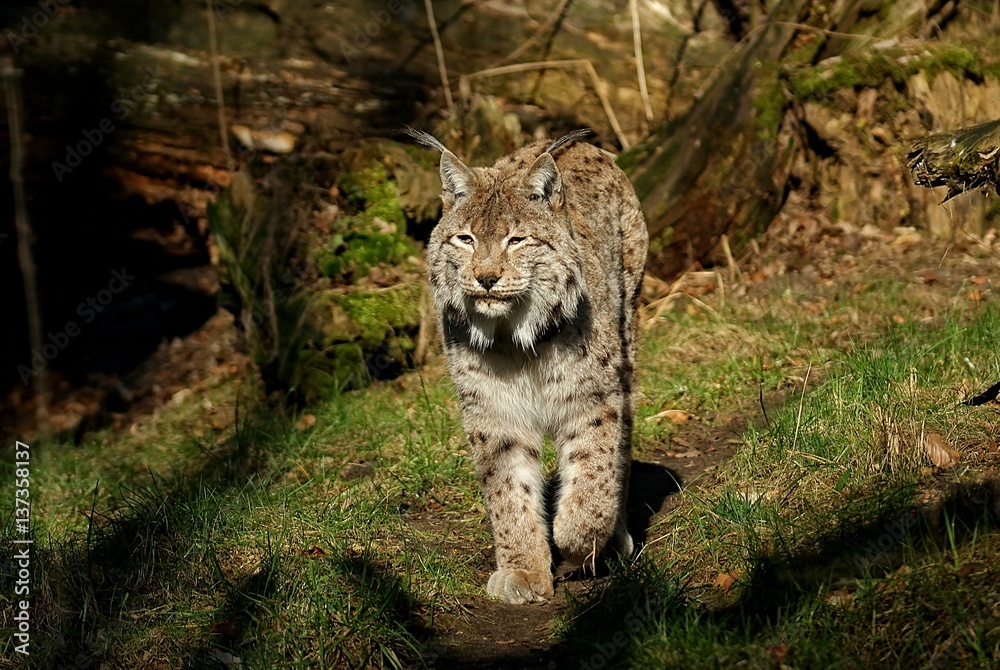 Fototapeta premium Luchs