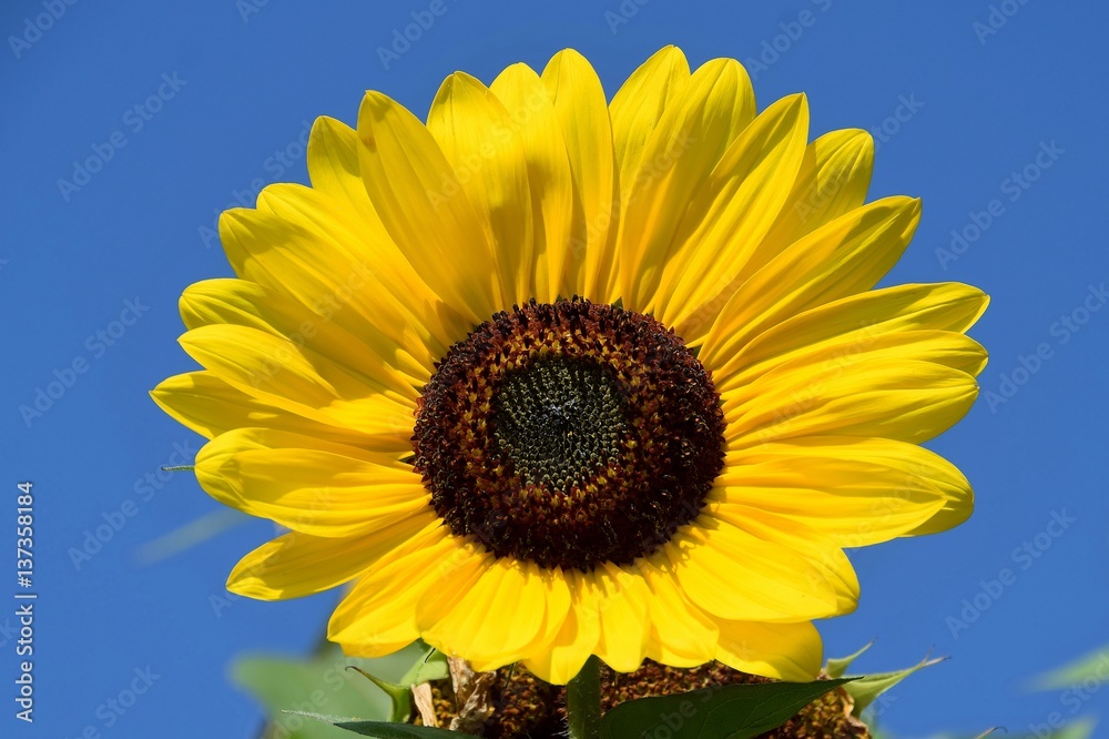 Eine große Sonnenblume vor blauem Himmel (Nahaufnahme) Eine große Sonnenblume vor blauem Himmel (Nahaufnahme)