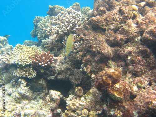 barrière de corail