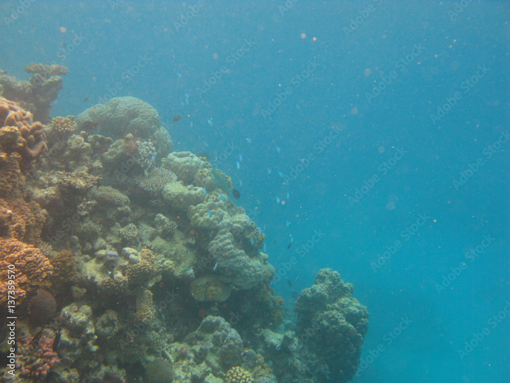 barrière de corail