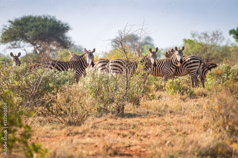 Obraz premium Zebras on savanna, Kenya, East Africa