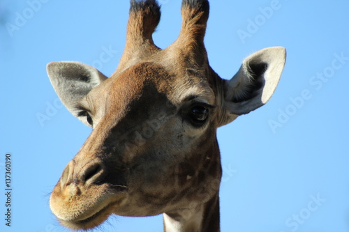 Giraffe's Portrait © miguel