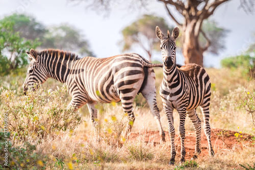 Zebras on savanna  Kenya  East Africa