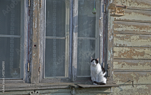 cat, window, even the cat photo