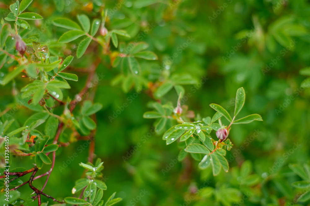Dew drops on a branch of wild rose Dew drops on a branch of wild rose