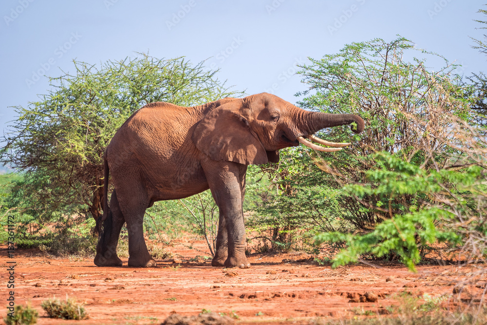 Fototapeta premium Elephant among acacia tress , Kenya