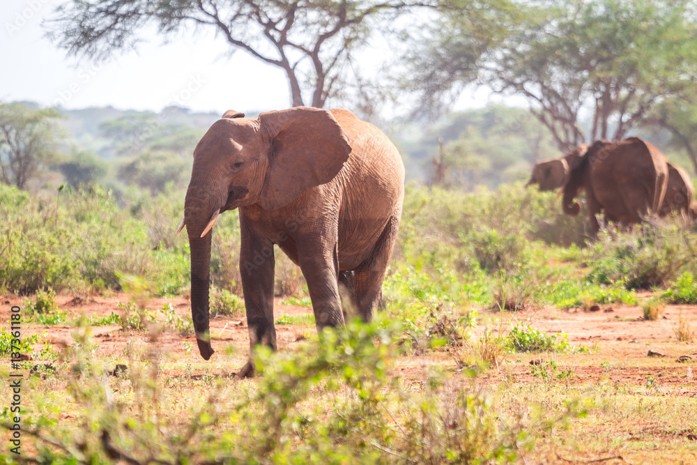 Elephants on savanna, Kenya