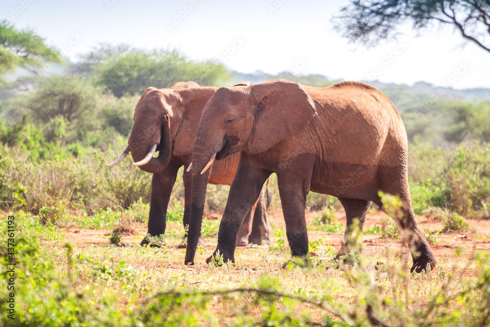 Elephants on savanna, Kenya