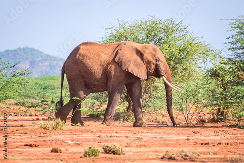 Elephant among acacia tress , Kenya