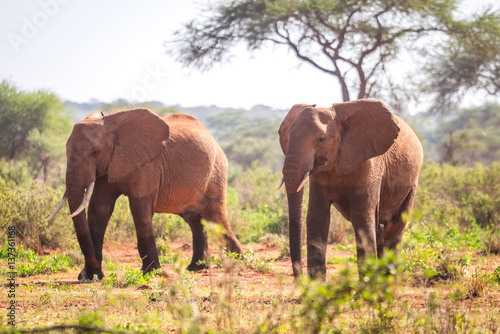 Elephants on savanna, Kenya