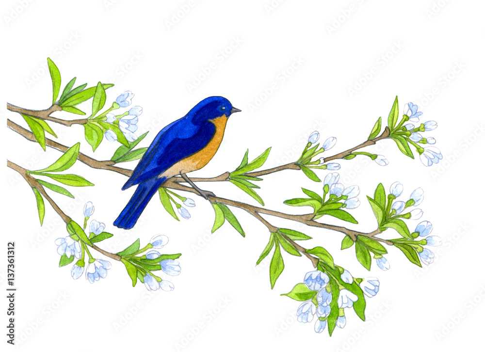 Bird on willow tree. Hand drawn illustrations