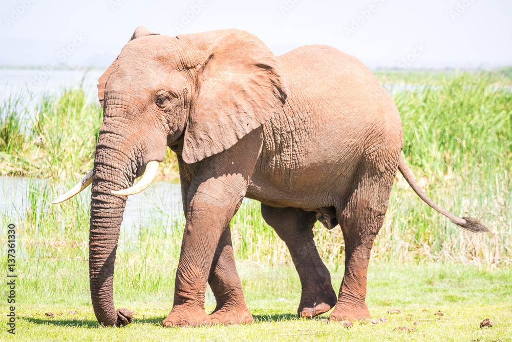 Obraz premium Huge elephant over Jipe Lake, Kenya