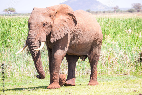 Huge elephant over Jipe Lake, Kenya