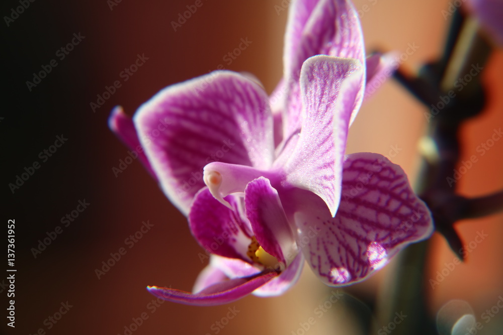 Obraz premium Orchidee