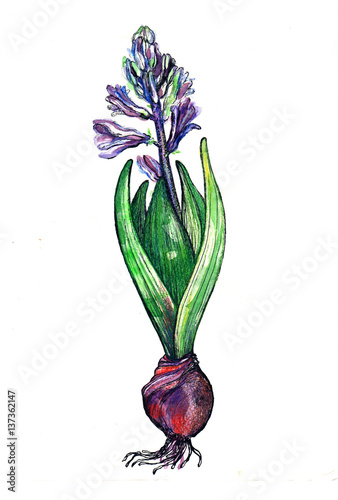 Hyacinth. Blooming poisonous plant. Illustration made with watercolors, watercolor pencils, pen.