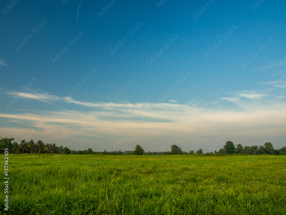 Obraz premium green field with the blue sky