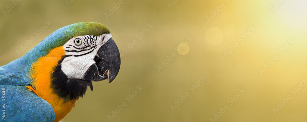 Fototapeta premium Baner strony z kolorową zabawną papugą