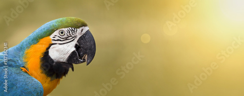 Website banner of a colorful funny parrot