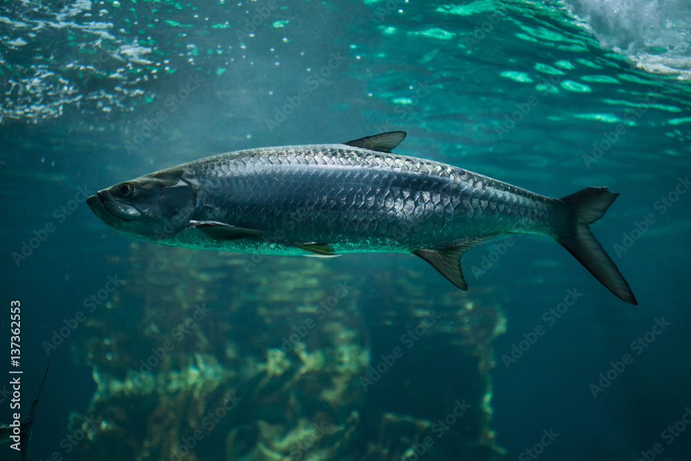 Atlantic tarpon (Megalops atlanticus). Atlantic tarpon (Megalops atlanticus).