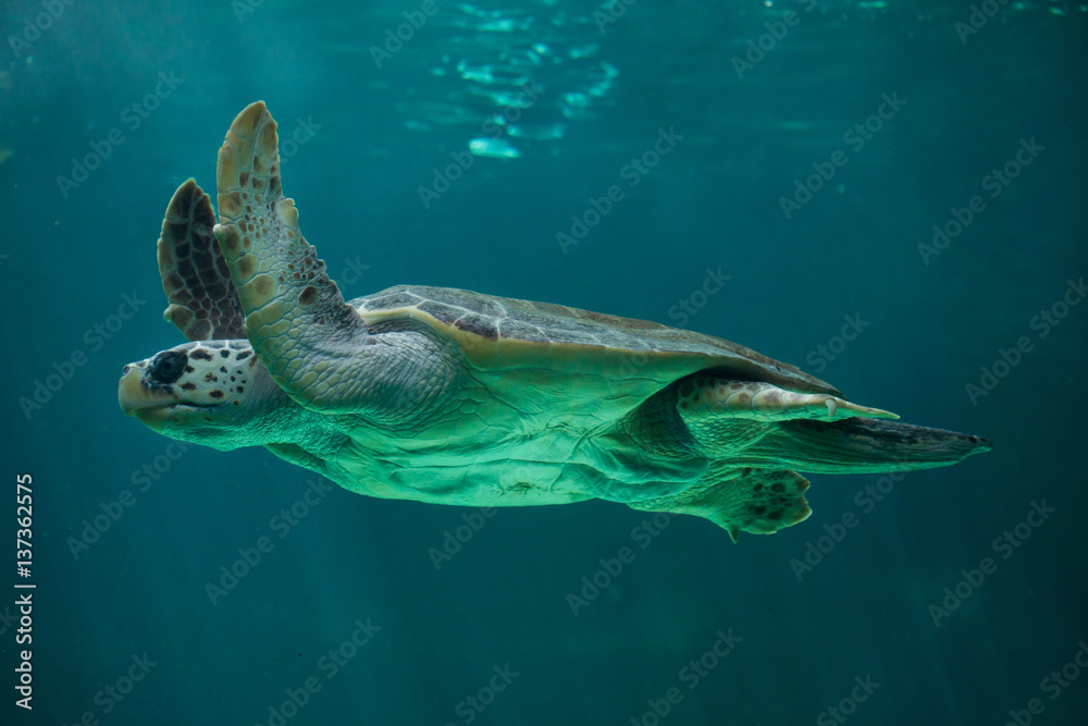 Obraz premium Loggerhead sea turtle (Caretta caretta).
