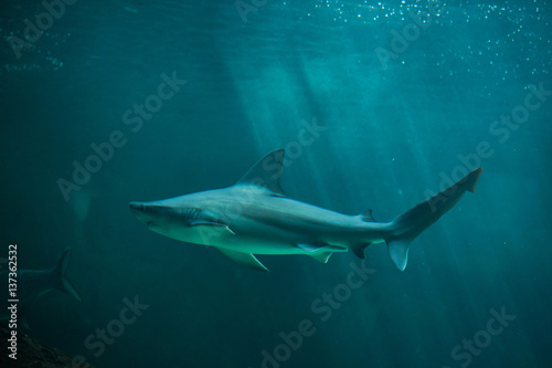 Sandbar shark (Carcharhinus plumbeus).