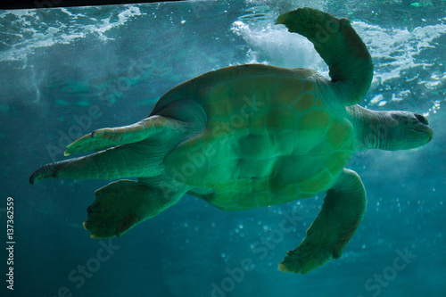 Loggerhead sea turtle  Caretta caretta .