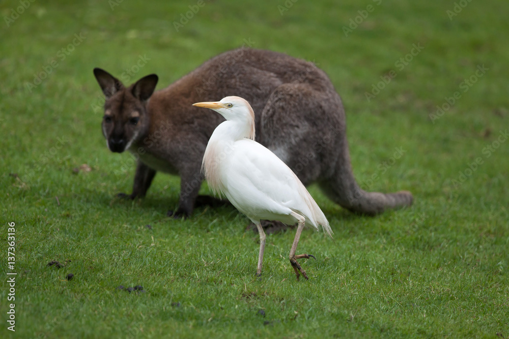 Fototapeta premium Cattle egret (Bubulcus ibis)