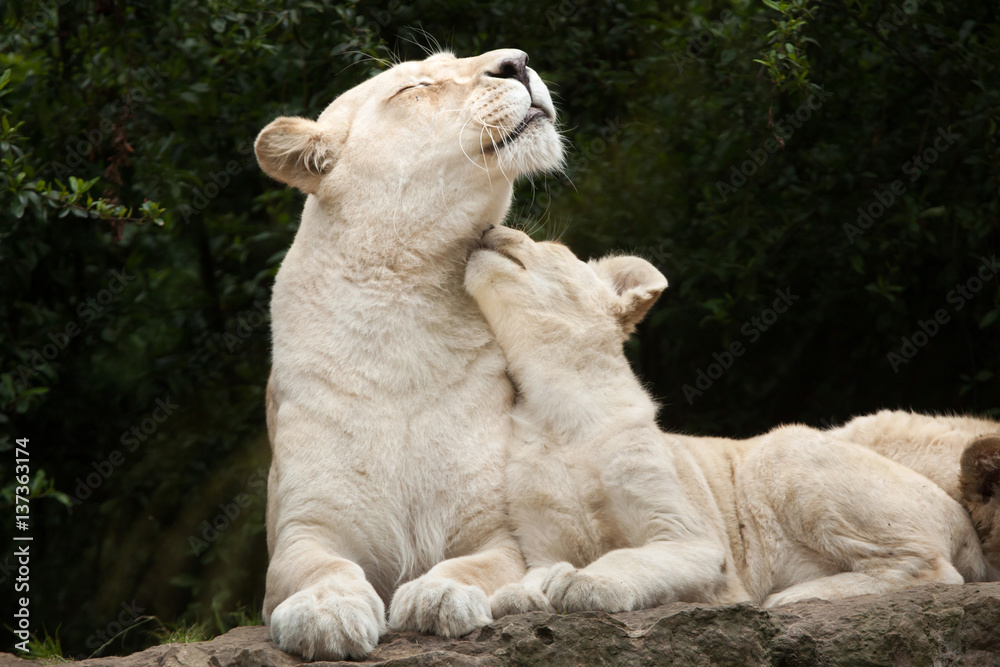 Fototapeta premium White lion (Panthera leo krugeri).