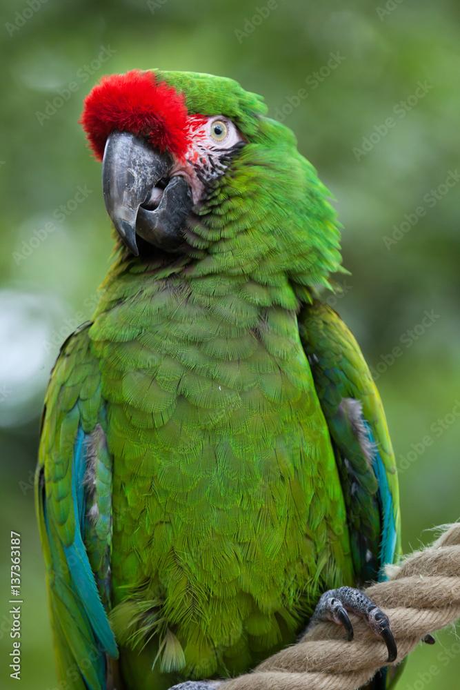 Green military macaw (Ara militaris)