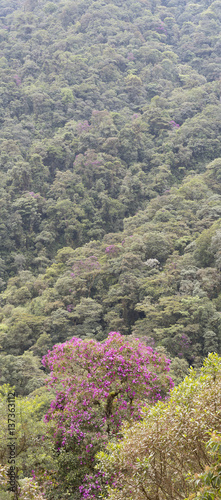 Vertical panoramic of montane rainforest on a mountain slope with a flowering tree Tibouchina lepidota. On the lower slopes of Reventador Volcano  Ecuador.