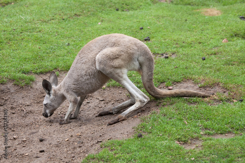 Red kangaroo  Macropus rufus 