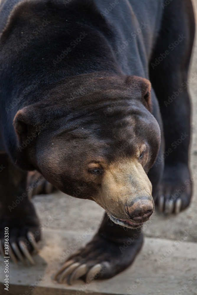 Malayan sun bear (Helarctos malayanus) Malayan sun bear (Helarctos malayanus)