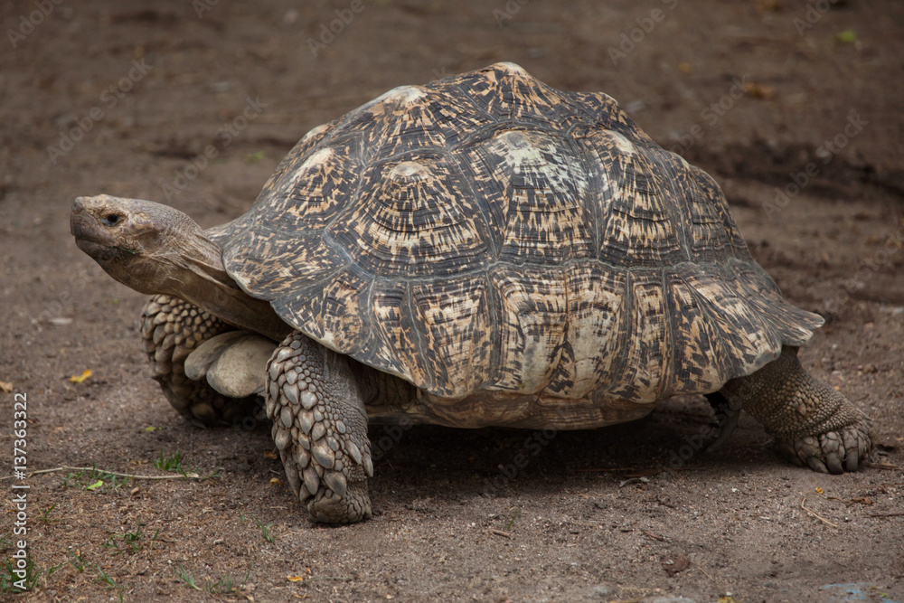 Leopard tortoise (Stigmochelys pardalis). Leopard tortoise (Stigmochelys pardalis).