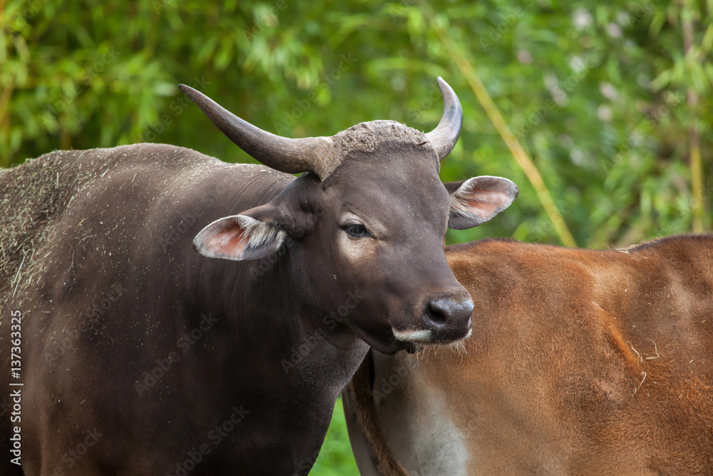 Javan banteng (Bos javanicus)