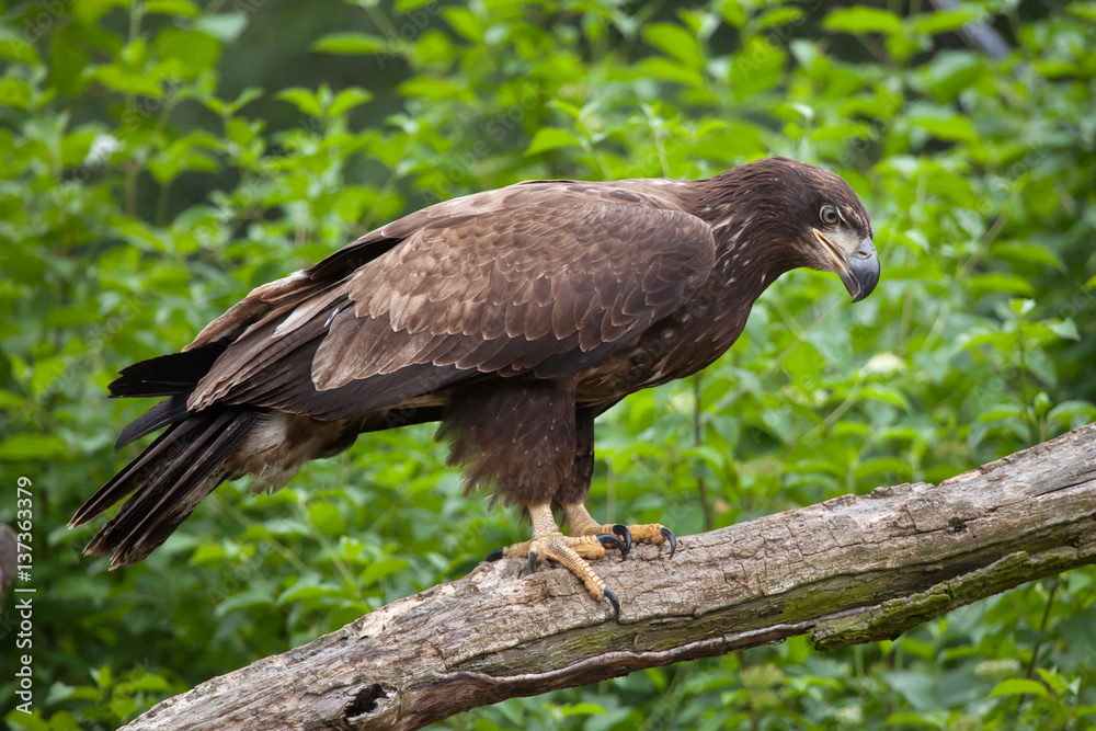 Female bald eagle (Haliaeetus leucocephalus). Female bald eagle (Haliaeetus leucocephalus).